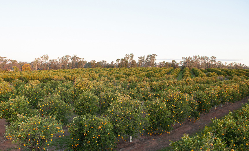 KF-orchard
