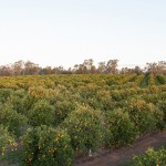 KF-orchard