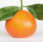 daisy-mandarins