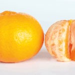 ellendale-mandarins