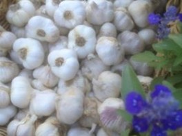 californian-late-white-garlic